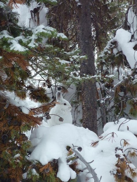 snowshoe rabbit Snowshoe Rabbit, Snow Rabbit, I Love Snow, Some Beautiful Pictures, Winter Fairy, Winter Nature, Winter Animals, Winter Magic, Winter Scenery