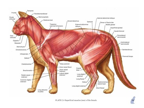 Vet Study, Feline Anatomy, Pet Study, Vet Tech School, Vet Tech Student, Creature Anatomy, Cat Vet, Cat Drawing Tutorial, Vet Medicine