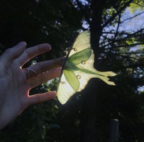 Free Spirit Summer Aesthetic, Plant Lampshade, Ira Core, Moth Aesthetic, Luna Moth, Mia 3, Arte Sketchbook, Nature Aesthetic, Green Aesthetic