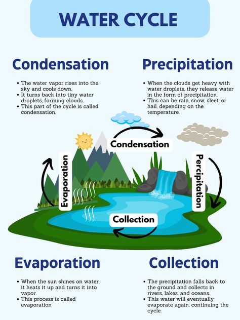 Water Cycle Diagram Science, Water Cycle Project Poster, Teaching Science Elementary, Natural Resources Lesson, Organ Functions, Water Cycle Diagram, General Knowledge For Kids, Science Art Projects, Basic Geography