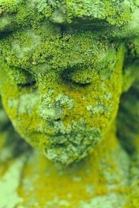 How to grow moss on anything. This is beautiful.... #Gardening #Moss Moss Growing, Tre Kunst, Growing Moss, Moss Covered, Moss Garden, Walled Garden, Covered Garden, Have Inspiration, The Secret Garden