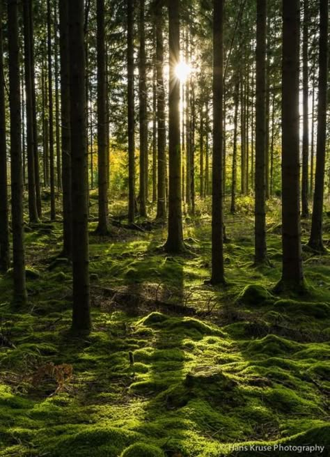 Landscape Edging Stone, Swedish Forest, Landscape Photography Tips, Image Nature, Landscape Edging, Mountain Canvas, Landscape Paintings Acrylic, Landscape Photography Nature, Beautiful Forest