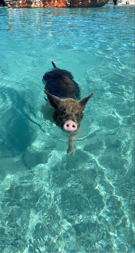 Bahama Pigs, Pig Beach Bahamas, Bahamas Pigs, Sea Pig, Pig Beach, Swimming Pigs, Wildlife Biologist, Pig Wallpaper, Baby Farm Animals