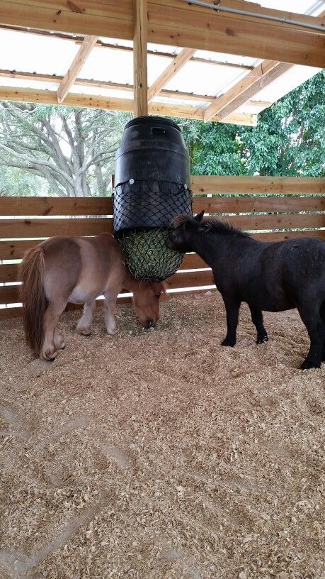 Barrel Hay Feeder For Horses, Horse Slow Feeder Ideas, Hay Feeder For Horses, Horse Feeder, Horse Tack Rooms, Horse Nutrition, Horse Farm Ideas, Horse Paddock, Horse Hay