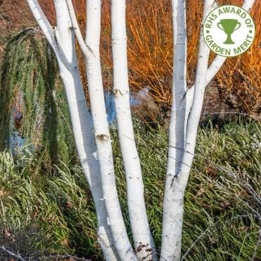 Small Birch Trees | Dwarf Betula | Ornamental Trees Ltd Birch Trees Garden, Standard Trees, Betula Utilis, Scottish Garden, School Garden Ideas, Birch Trees Landscaping, Small Trees For Garden, Patio Fruit Trees, Garden Jungle