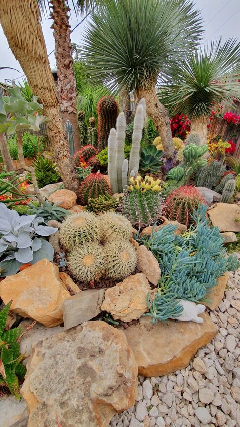 Succulent Rock Garden Landscaping, Cactus Garden Design, Desert Landscaping Backyard, Cactus Garden Landscaping, Succulent Rock Garden, Succulent Landscape, Desert Backyard, Succulent Garden Landscape, Arizona Gardening