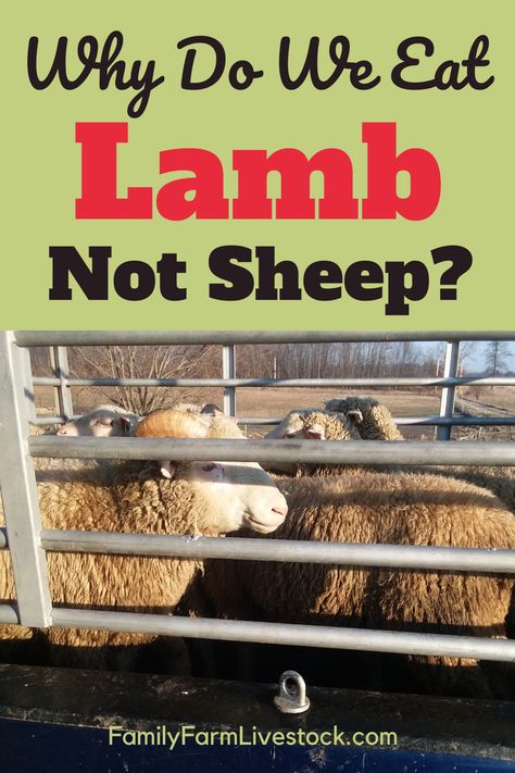 Sheep Pasture Ideas, Raising Sheep For Meat, Raising Lambs For Meat, Lamb Pen Ideas, Sheep Pen Ideas, Raising Lambs, Sheep Raising, Keeping Sheep, Katahdin Sheep