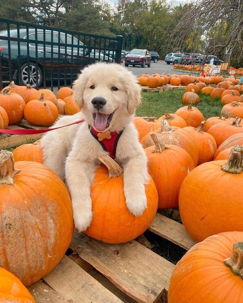 Dog Pumpkin, Golden Life, Super Cute Puppies, Fall Dog, Cute Animals Puppies, Very Cute Dogs, Cute Dog Pictures, Puppy Photos, Golden Retriever Puppy