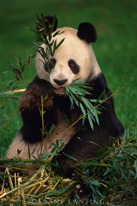 Giant panda eating bamboo, Ailuropoda melanoleuca, Native to China Nature Aesthetic Art, Panda Pictures, Panda Eating Bamboo, Funny Panda Pictures, Tattoos Nature, Giant Panda Bear, Frans Lanting, Panda Eating, Panda Tattoo