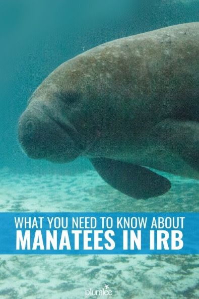 Get to know Florida manatees better and where you can see them during your Indian Rocks Beach vacation. Swim With Manatees, Florida Manatees, Indian Shores Florida, Great Perhaps, Aquatic Mammals, Indian Rocks Beach Florida, Swimming With Manatees, Crystal River Florida, Manatee Florida