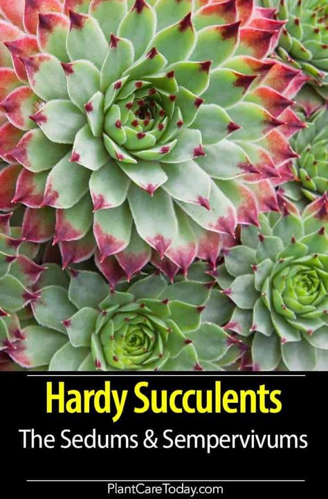 Hardy succulents include many excellent subjects for the rock or wall garden, and certain of the most delicate and well-behaved are delightful treasures for the miniature garden. [DETAILS] Succulent Greenhouse, Landscape Planters, Backyard Hacks, Indoor Gardening Supplies, Hardy Succulents, Patio Gardening, Diy Container Gardening, Garden Details, Container Garden Design