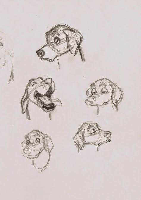 A few of Milt Kahl's many facial studies, based on the appearance of life Dalmatians, brought into the studio for observation. Milt Kahl, Rod Taylor, Pongo And Perdita, School Friend, Arte Peculiar, Dog Sketch, Arte Van Gogh, Animation Sketches, 강아지 그림