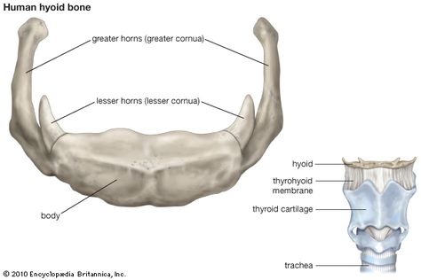 Human hyoid bone. Human Bone Anatomy, Bone Diagram, Human Skeleton Parts, Hyoid Bone, Medical Administration, Bone Anatomy, Human Skeletal System, Skeleton Parts, Human Skeleton Anatomy