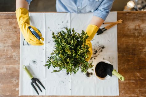 How to Turn Your Garage Into a Greenhouse | Flow Wall Side Of Garage Greenhouse, Winterize Plants In Garage, Greenhouse Above Garage, Garage Greenhouse, High Tunnel Vs Greenhouse, How To Use Grow Lights For Seedlings, Elementary School Science, Grow Lamps, Clear Plastic Sheets