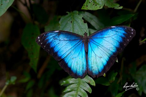 emperor butterfly Blue Emperor Butterfly, Emperor Butterfly Tattoo, Emperor Butterfly, Moth Species, Animal World, Life Is Strange, Character Inspo, Butterfly Tattoo, Beautiful Butterflies