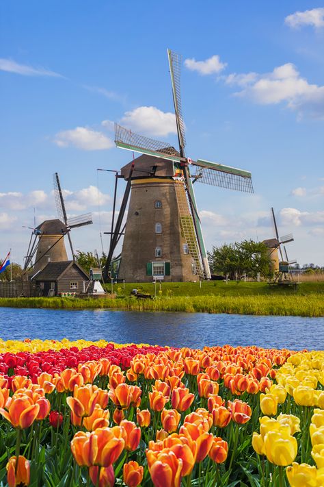 See Kinderdijk's historic windmills with #VikingCruises on 5 tulip-filled river cruises next spring! #myvikingstory #travel #cruise #destinations #holland #netherlands #vacation #holiday #europe #international #wanderlust #bucketlist #beautifulplaces Windmill Images, Netherlands Windmills, Holiday Europe, Holland Windmills, Viking Cruises, Cruise Europe, Travel Cruise, Holland Netherlands, Dutch Windmills