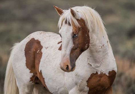 Wild Horses Mustangs, Wild Horses Photography, Beautiful Horses Photography, Scott Wilson, Cute Horse Pictures, Horse Inspiration, Mustang Horse, Wild Mustangs, Most Beautiful Horses