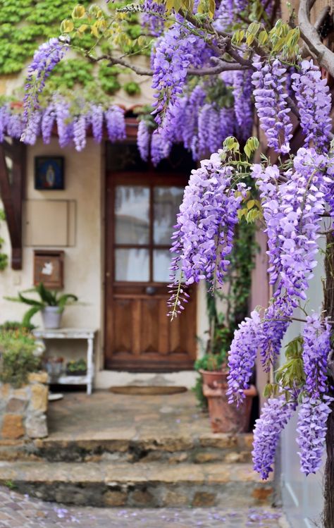 For as long as I can remember, I’ve always been attracted to wisteria. Its big, drooping blooms are breathtaking. When it wraps itself around a pergola or door frame, it seems almost magical to me. Whether you have it in your garden already, or are considering adding it to your landscape, here’s a few pros... Read more The post Pros and Cons of Whimsical Wisteria appeared first on Town & Country Living. Wisteria Ideas, Wisteria Cottage, Wisteria Plant, Vinyl Pergola, Wisteria Tree, Garden Perennials, Pergola With Roof, Wooden Pergola, Pergola Kits