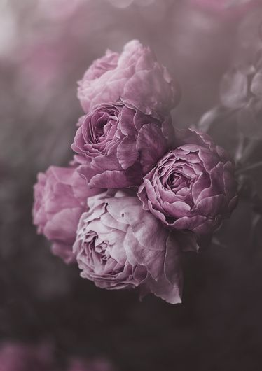 Purple Roses Flores Wallpaper, Peony Drawing, Peony Wallpaper, Deco Rose, Purple Peonies, Floral Photography, Flower Phone Wallpaper, Beautiful Flowers Pictures, Holy Quran