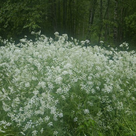 Sage Aesthetic, Sage Green Aesthetic, Mint Green Aesthetic, Sage Green Wallpaper, Dark Green Aesthetic, Theme Nature, Aesthetic Green, Green Theme, Aesthetic Colors