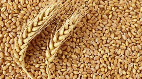 What a wheat crop! | Agweek Wheat Grass Shots, Curly Nikki, Stop Hair Breakage, Wheat Gluten, Food Security, Wheat Grass, Hair Breakage, Wheat Flour, Natural Hair Care