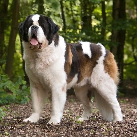 La raza de perro san bernardo, un gigante bonachón Saint Bernard Dog, St Bernard Dogs, Bernard Dog, St Bernard, Funny Dog Pictures, Sweet Dogs, Saint Bernard, Beautiful Dogs, Big Dogs