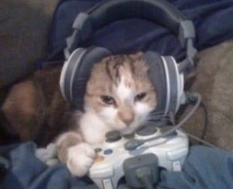 Soft Gamer Aesthetic, Gamer Cat Pfp, Cat On Computer, Cursed Cats, Gamer Cat, Goofy Cats, Silly Kitty, No Context, Cat Meme