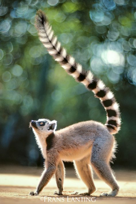 Wildlife Projects, Baby Lemur, Ring Tailed Lemur, Animal Print Wallpaper, Animal Study, Most Beautiful Animals, Explore Travel, Dessin Adorable, Animal Sketches