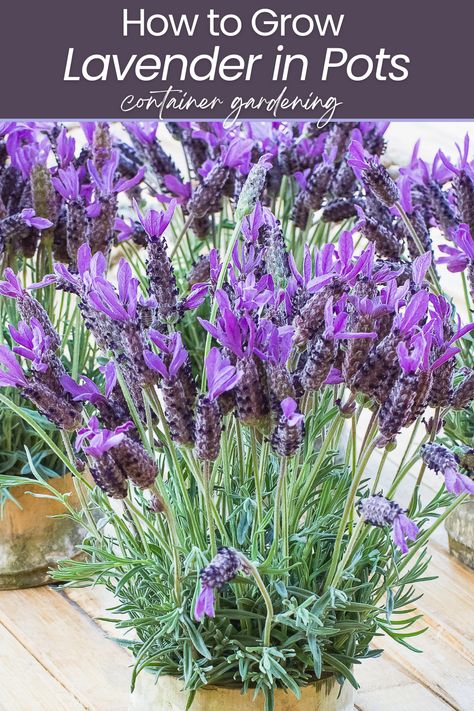 Learn how to grow lavender in pots and create a beautiful, aromatic herb garden right on your balcony or patio. Discover the best potting soil, watering techniques, and sunlight requirements to ensure your lavender thrives. Perfect for beginners and seasoned gardeners alike. Start your lavender journey today and enjoy the calming scent and stunning blooms. 🌿💜 Easy Herb Garden, Lavender In Pots, Grow Lavender, Potted Lavender, Herb Containers, Growing Lavender, Lavender Plant, Calming Scents, Rare Birds