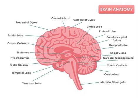 This is a Brain Anatomy template that presents the brain parts and their functions. The brain diagram includes labels and makes it a great learning sheet for the students. The template is customizable with a few drags and drops in MyDraw. The Brain Diagram, Anatomy Template, Brain Diagram, Brain Parts, Occipital Lobe, Corpus Callosum, Frontal Lobe, Brain Anatomy, Pineal Gland