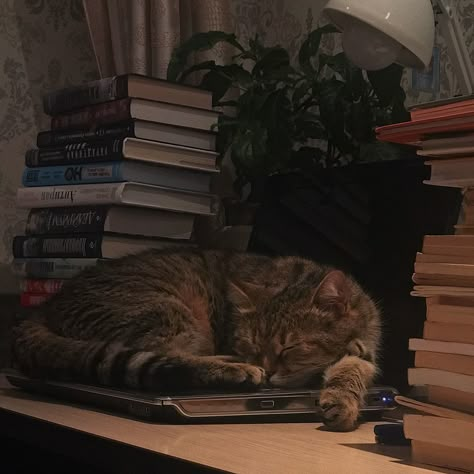 Studious Cat, Cat On Book, Cat With Books, Author Dreams, Cat Obsession, Cozy Cat, Cat Reading, Owning A Cat, Cat Books