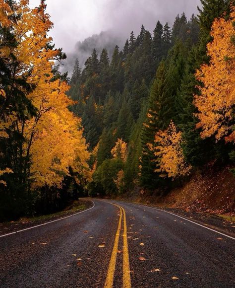 Pacific Northwest Aesthetic, Northwest Aesthetic, Fall Moodboard, Autumn Things, Cosy Autumn, Foggy Mountains, Leaves Fall, Back Road, Screen Saver