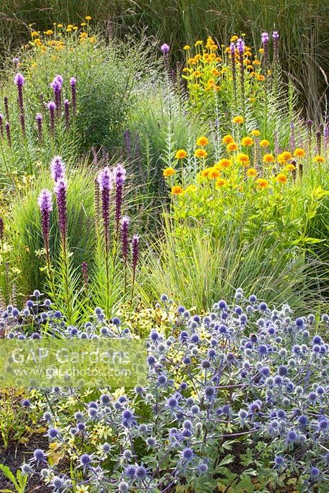 Liatris Flower Perennial Gardens, Prairie Wildflower Garden, Prairie Planting Small Garden, Eryngium Bourgatii, Liatris Spicata, Liatris Pycnostachya, Calamagrostis X Acutiflora 'karl Foerster', Naturalistic Garden, Beautiful Home Gardens