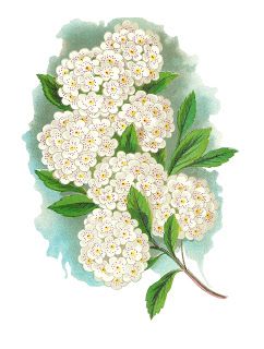 Spirea Flower, Pom Flowers, Printable Clip Art, Pom Pom Flowers, Sweet William, Greek And Roman Mythology, Antique Images, Transparent Image, Flower Artwork