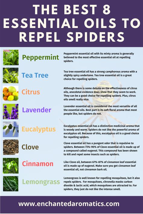 The 8 Best Essential Oils For Repelling Spiders Spider Repellent Diy, Spider Repellent Diy Essential Oils, Essential Oils For Spiders, Essential Oils To Get Rid Of Spiders, Essential Oils To Repel Spiders, Spider Essential Oil Repellent, Peppermint Oil For Spiders, Peppermint Oil Spider Spray, Essential Oil Bug Repellent Diffuser