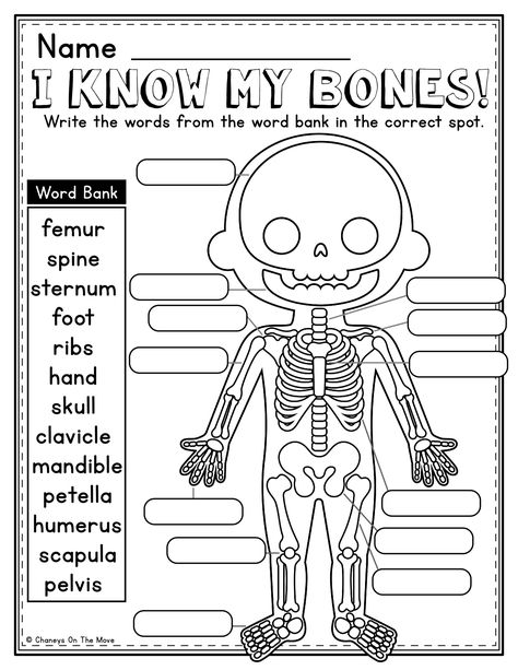 BONES & MUSCLES MINI PACKET - Chaneys On The Move First Grade Anatomy, Human Body Second Grade, Homeschool Activities 1st Grade, Anatomy For Kids, Second Grade Science, Homeschool Preschool Activities, Homeschool Worksheets, Toddler Homeschool, Kids Worksheets