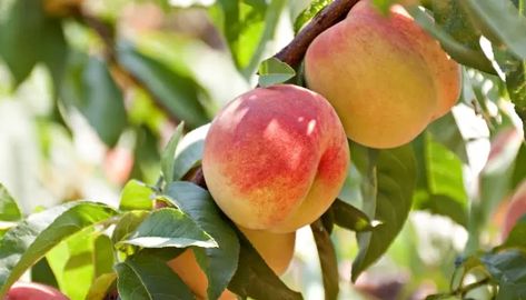 Companion Plants For Peach Trees, Peach Tree Companion Plants, Peach Guild, Peach Tree Guild, Peach Tree Diseases, Tree Guild, Seed Sprouting, Peach Tree, Companion Plants