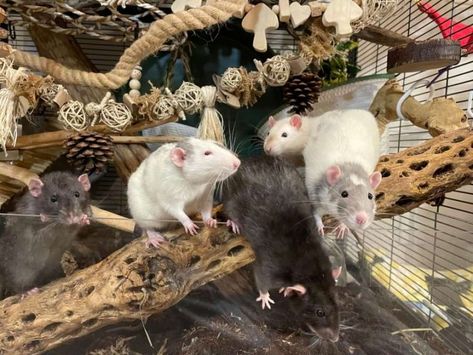 Rat Cage Ideas, Rat Facts, Rat Ideas, Rattus Rattus, Rat Care, Rat House, Mouse Cage, Pet Rat, Rat Cage