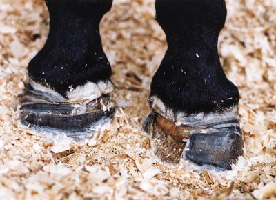 Laminitis in Horses A A, Horses, Wall