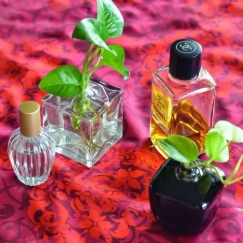 Bottle Planters, Wedding Favours Bottles, Greenery Garden, Vintage Plants, Perfume Chanel, Old Perfume Bottles, Succulent Wedding Favors, Empty Perfume Bottles, Fragrance Bottles