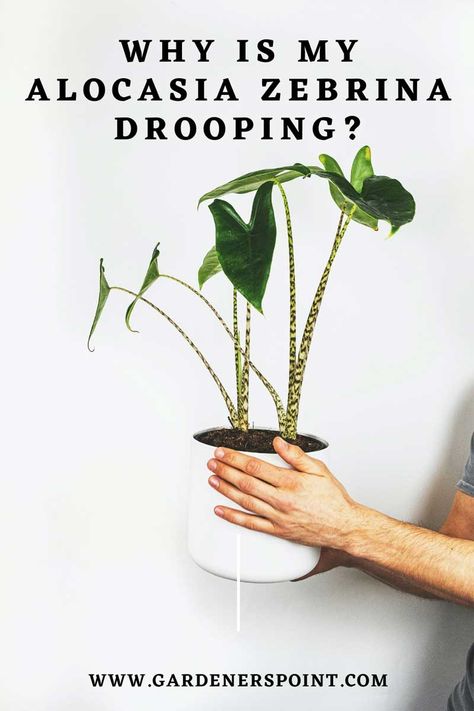 alocasia-zebrina-drooping Zebrina Alocasia, Gardening Basics, Alocasia Zebrina, Alocasia Plant, Sensitive Plant, Soil Layers, Neem Oil, Big Tree, Plant Roots