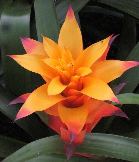 bromeliad flower | Flickr - Photo Sharing! Rainforest Flowers, Houseplants Safe For Cats, Dog Safe Plants, Flower Explosion, Growing Garden, Flower Tropical, Rainforest Plants, Tropical Botanical, Tropical Gardens