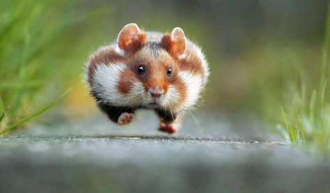 Everyone needs to see a hamster running on a path. Funny Wild Animals, Comedy Wildlife Photography, Wild Animals Photos, Funny Animal Photos, Photo Awards, Wildlife Photos, 웃긴 사진, World Photography, Photography Awards