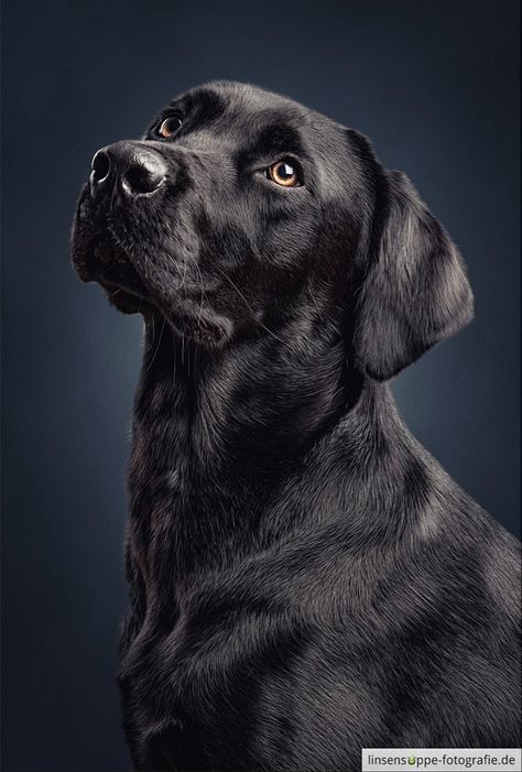 Tattoo Animals, Big Dogs Breeds, Biggest Dog In The World, Painting Dogs, Biggest Dog, Black Labs Dogs, Black Labrador Dog, Wallpaper Dog, Tattoo Dog