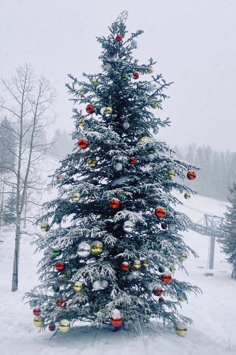 Christmas Trees, Colorado, Trees, Christmas Tree, Holiday Decor, Christmas