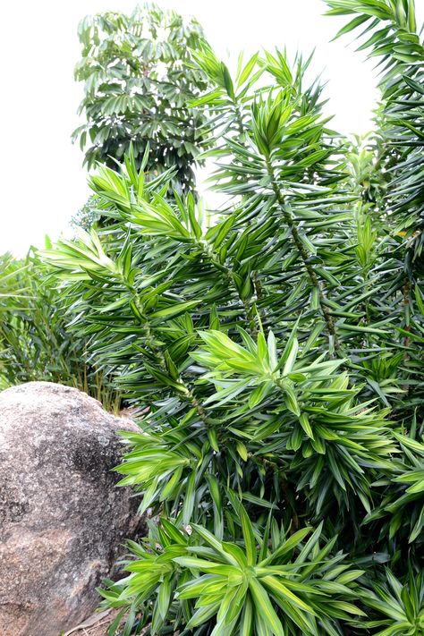 Dracaena Reflexa, Pool Plants, Full Sun Shrubs, Plants Tropical, Tropical House Plants, Full Sun Plants, Plant Information, Sun Plants, Pot Plant