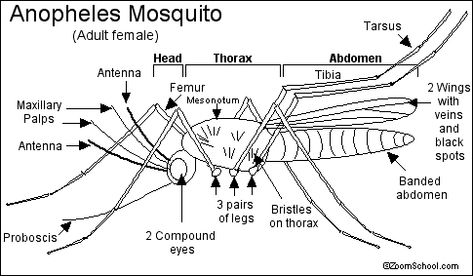 The anatomy of an Anopheles Mosquito (adult female)  #mosquito and #fact Anopheles Mosquito, Mosquito Drawing, Cob Web, Female Mosquito, Bug Activities, Mosquito Trap, Insects Theme, Montessori Preschool, Facts For Kids