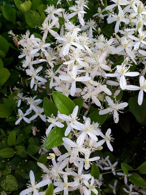 Climbers For Shade, Hydrangea Shade, Evergreen Climbing Plants, Evergreen Clematis, Clematis Armandii, Evergreen Climbers, Magnolia Stellata, Fast Growing Evergreens, Syringa Vulgaris