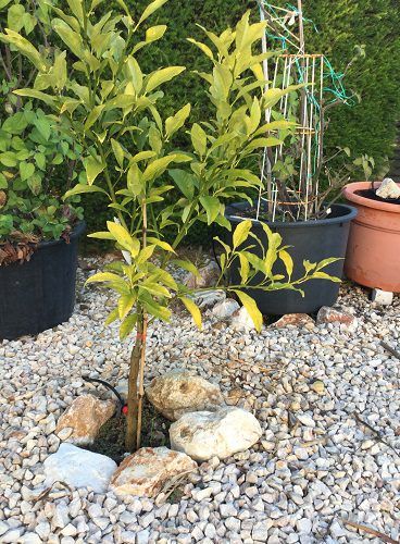 Why Are My Kumquat Leaves Yellow? – Piglet in Portugal Kumquat Marmalade, Kumquat Tree, Epsom Salt Magnesium, Epson Salt, Fig Trees, Fertilizer For Plants, Nutrient Deficiency, Soil Ph, Growing Fruit