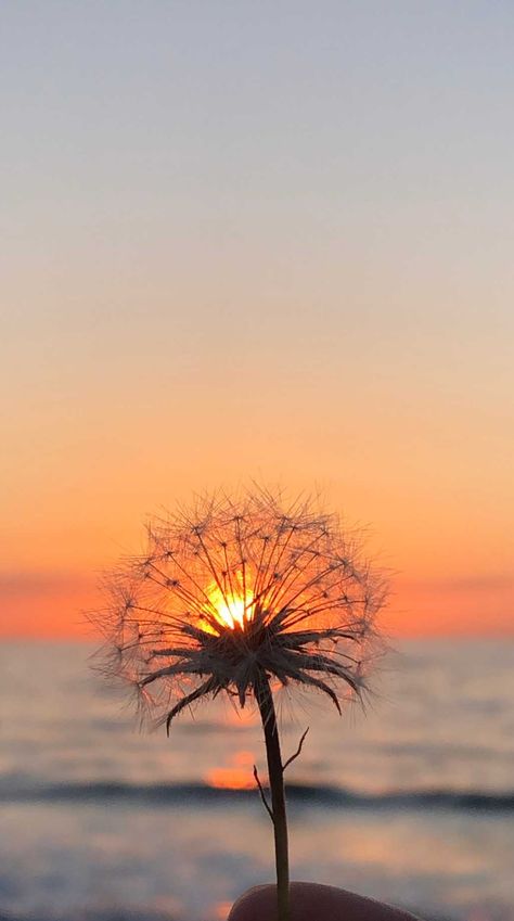 Dandelion Wallpaper, Dandelion Tattoo, Dandelion Seed, God's Love Quotes, May Flowers, Nature Quotes, Nature Illustration, Medicinal Plants, Wild Birds